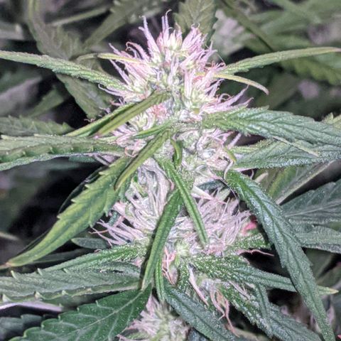Gorilla Glue growlog photo: A teeny tiny bit of smell when I trim leaves and rustle the branches. Buds coming in slowly