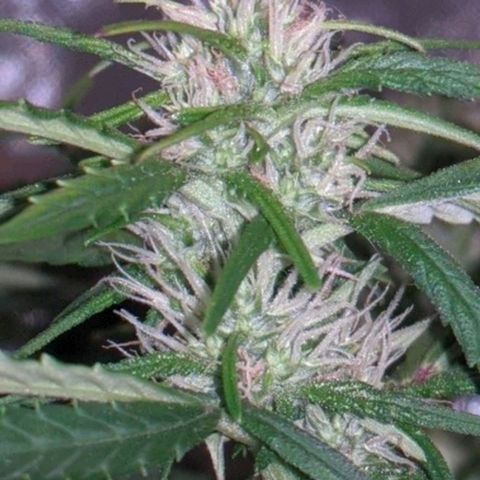 Gorilla Glue growlog photo: A teeny tiny bit of smell when I trim leaves and rustle the branches. Buds coming in slowly