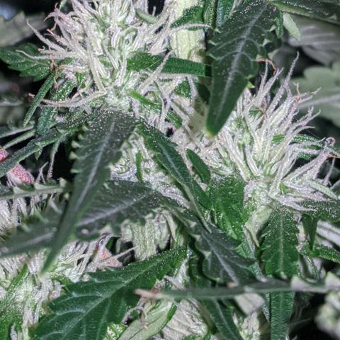 Gorilla Glue growlog photo: A teeny tiny bit of smell when I trim leaves and rustle the branches. Buds coming in slowly