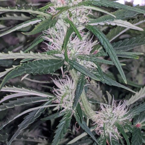 Gorilla Glue growlog photo: A teeny tiny bit of smell when I trim leaves and rustle the branches. Buds coming in slowly