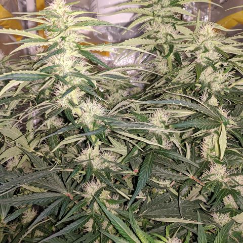Gorilla Glue growlog timeline photo