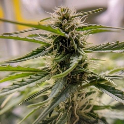 Gorilla Glue growlog timeline photo