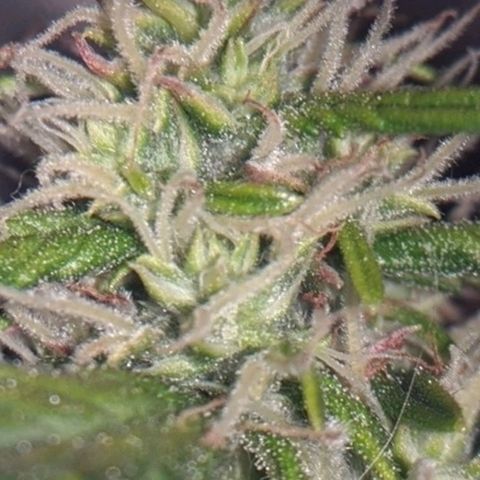 Gorilla Glue growlog timeline photo
