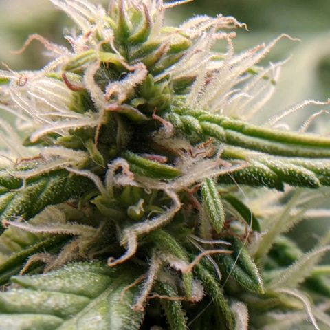 Gorilla Glue growlog timeline photo