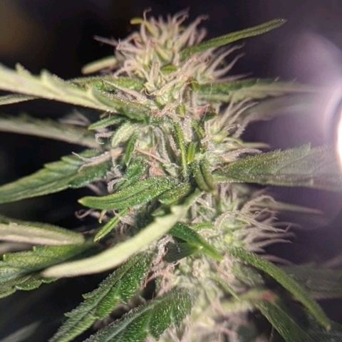 Gorilla Glue growlog timeline photo