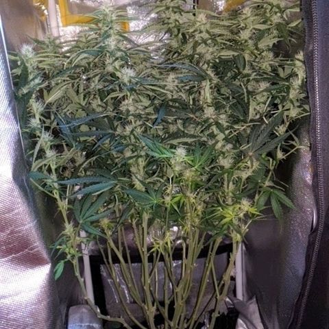 Gorilla Glue growlog timeline photo