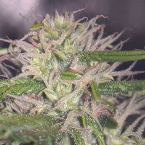 Gorilla Glue growlog timeline photo