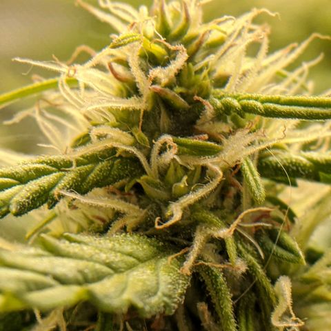 Gorilla Glue growlog timeline photo