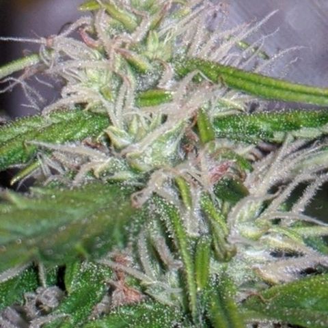 Gorilla Glue growlog timeline photo