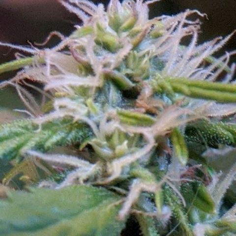 Gorilla Glue growlog timeline photo