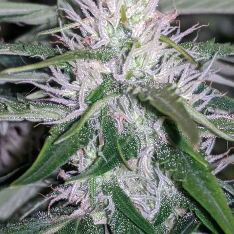 Gorilla Glue growlog timeline photo