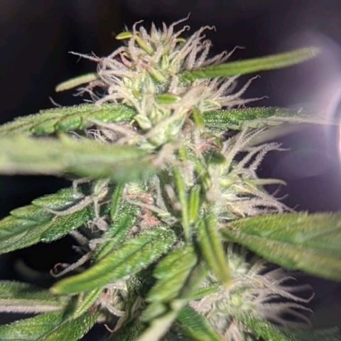 Gorilla Glue growlog timeline photo