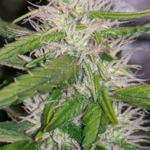 Gorilla Glue growlog timeline photo