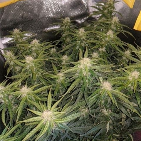 Gorilla Glue growlog timeline photo