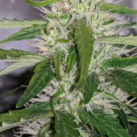 Gorilla Glue growlog timeline photo