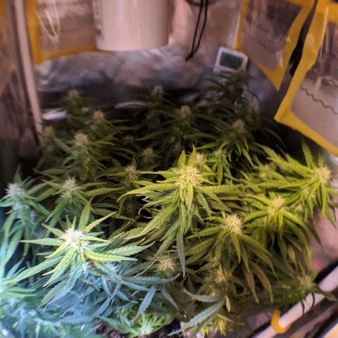 Gorilla Glue growlog timeline photo