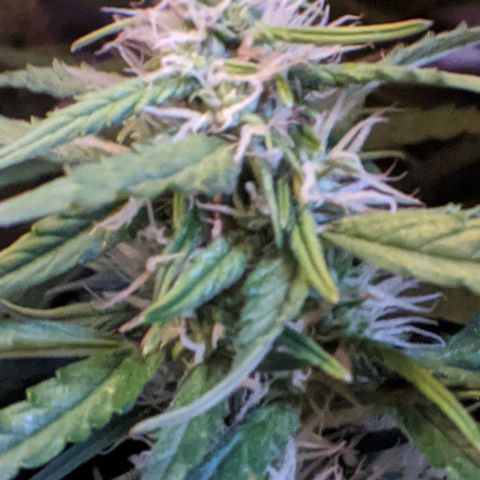 Gorilla Glue growlog timeline photo