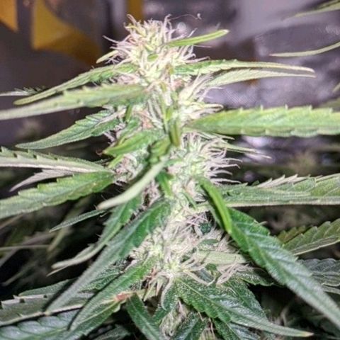 Gorilla Glue growlog timeline photo
