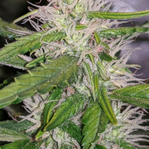 Gorilla Glue growlog timeline photo