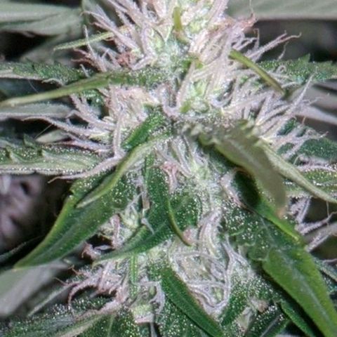 Gorilla Glue growlog timeline photo