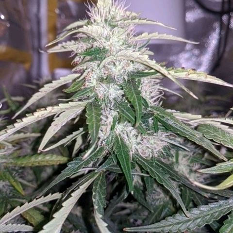 Gorilla Glue growlog timeline photo