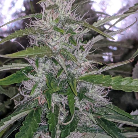 Gorilla Glue growlog timeline photo