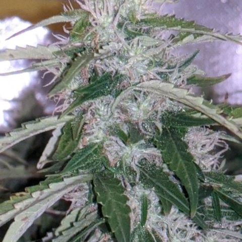 Gorilla Glue growlog timeline photo