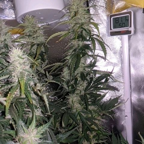 Gorilla Glue growlog timeline photo