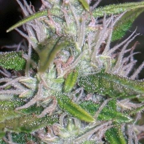 Gorilla Glue growlog timeline photo