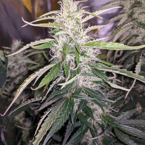 Gorilla Glue growlog timeline photo