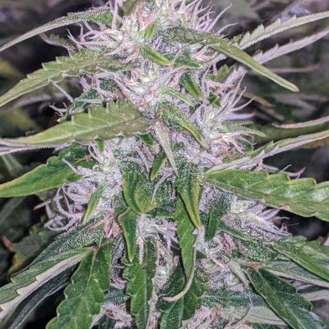 Gorilla Glue growlog timeline photo