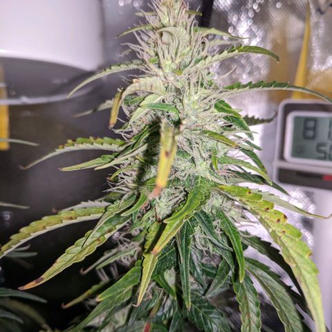 Gorilla Glue growlog timeline photo