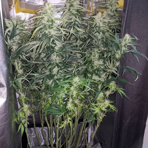 Gorilla Glue growlog timeline photo