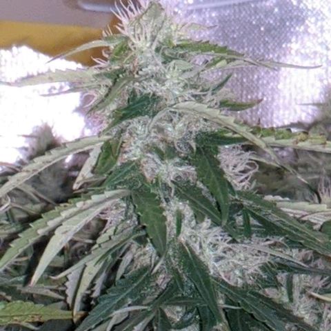 Gorilla Glue growlog timeline photo