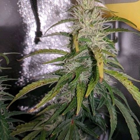 Gorilla Glue growlog timeline photo