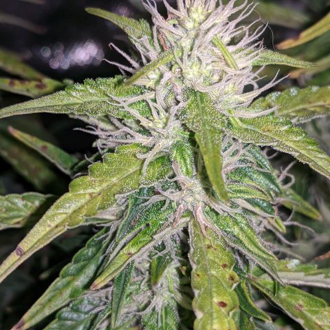 Gorilla Glue growlog timeline photo