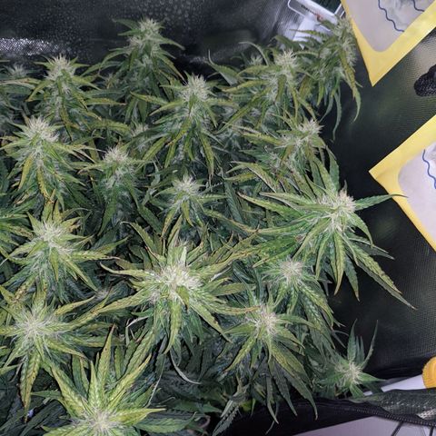 Gorilla Glue growlog timeline photo