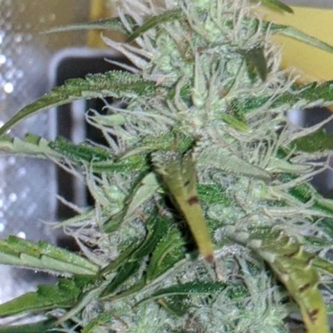 Gorilla Glue growlog timeline photo