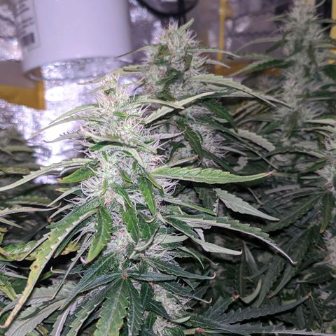 Gorilla Glue growlog timeline photo