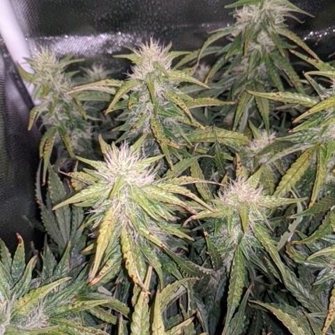 Gorilla Glue growlog timeline photo