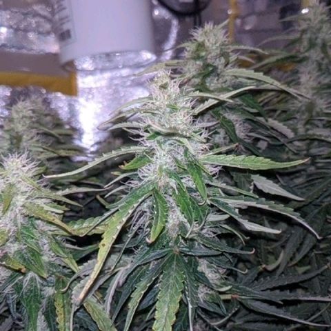 Gorilla Glue growlog timeline photo