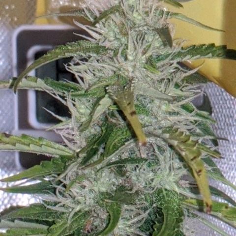 Gorilla Glue growlog timeline photo