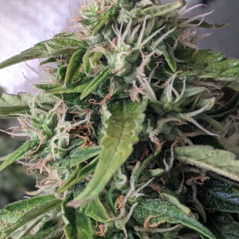 Gorilla Glue growlog timeline photo