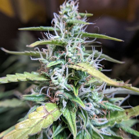 Gorilla Glue growlog timeline photo