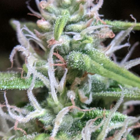 Gorilla Glue growlog timeline photo