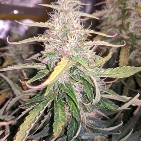 Gorilla Glue growlog timeline photo