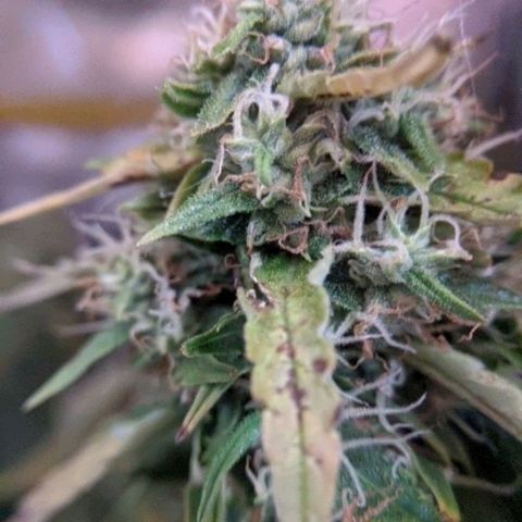 Gorilla Glue growlog timeline photo