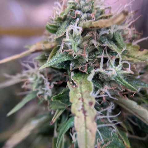 Gorilla Glue growlog timeline photo