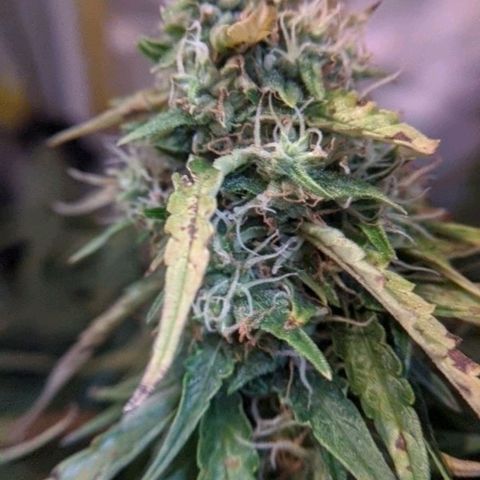 Gorilla Glue growlog timeline photo