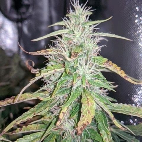 Gorilla Glue growlog timeline photo